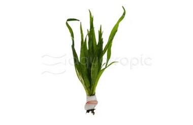 Microsorum Narrow Leaf (rooted) :: 80584