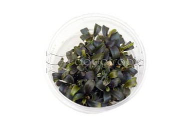 Bucephalandra 'Brownie Purple' Cup AT :: 80760