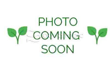 Assorted Plant in Tube - Medium :: 81053