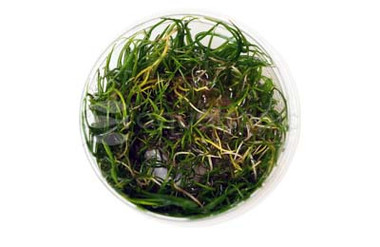 Lilaeopsis mauritiana Cup AT :: 59831