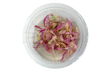 Hygrophila lancea Araguaia 'Chai' Cup AT :: 64717