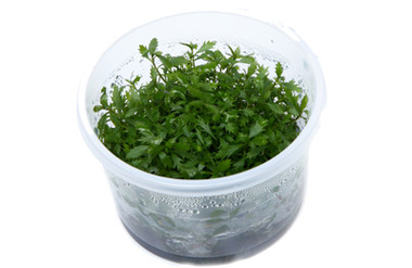 Proserpinaca palustris Cup AT :: 80525