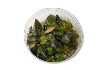 Lagenandra 'Bleeding Heart' Cup AT :: 80590