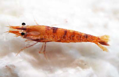 Calico Sunkist :: 15218