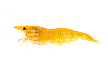 Calico Sunkist Shrimp :: 15218
