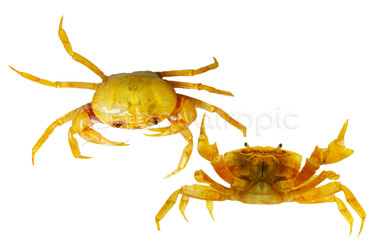 Banana Crab :: 32655