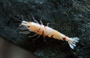 Fancy Tiger Red Shrimp :: 36477