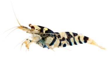 Fancy Tiger Black Shrimp :: 41128