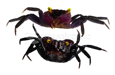 Purple Vampire 'Bodorensis' Crab :: 50755