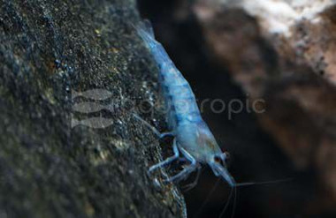 Sky Blue Velvet (Green Velvet) Shrimp :: 59619