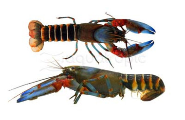 Blue Claw Papua Lobster :: 89877