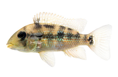 Eartheater Gold Dust 'Alto Sinu' :: 11836