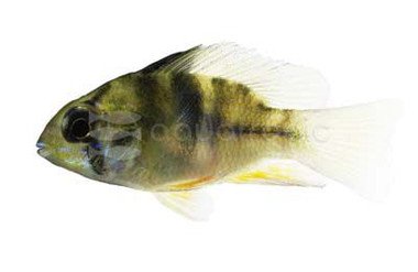 Ram, Blue Balloon :: 11909