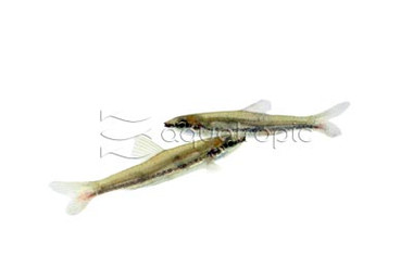 Threestripe Pencilfish :: 14186