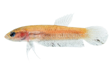 Persephone Betta, Female :: 24490