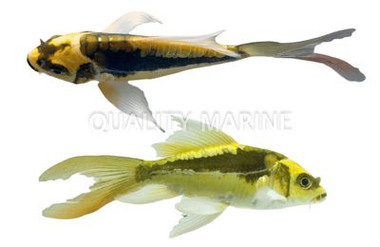 Mayan Butterfly Koi :: 33228