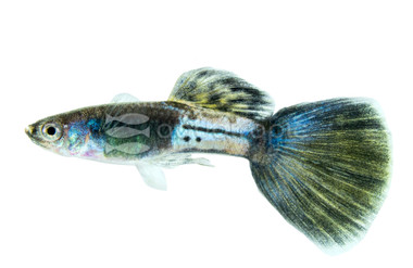 Blue Sapphire Guppy, Male :: 33369