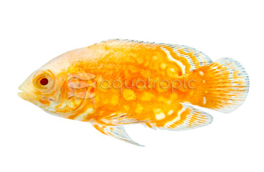 Oscar, Albino Red Tiger Nemo :: 34817