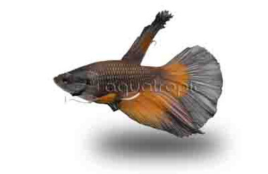 Black Mustard Delta Betta, Male w/cup :: 35660