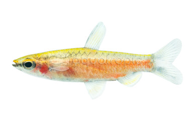 Super Coral Red Pencilfish :: 37553