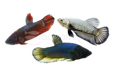 Roundtail Mixed Color, Male :: 37635