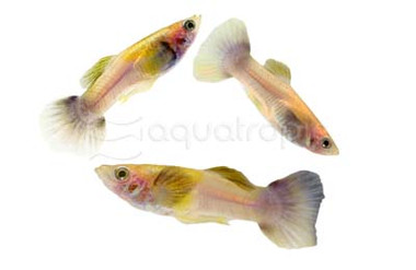 Pingu Dumbo Ear Guppy, Male :: 40044