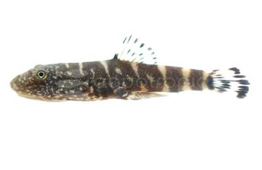 Yellow Finned Sucker Loach :: 43124