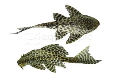 Butterfly Orinoco Plecostomus L-168 :: 43287