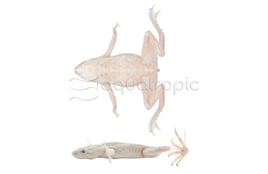 Dwarf Zaire Platinum Frog :: 47506