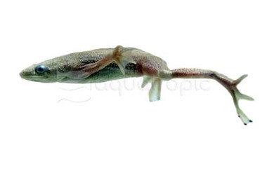 Dwarf Zaire Platinum Frog :: 47506