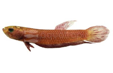 'Api Api' Betta, Male :: 48232