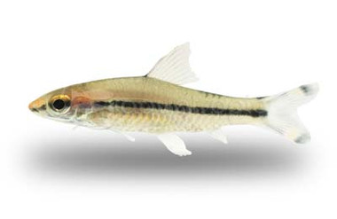 Denison Roseline Longfin Barb :: 48756