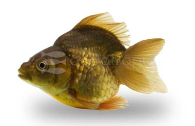 Green Short Tail Ryukin Goldfish :: 50419