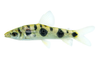 Eight Spotted Leporinus :: 55969
