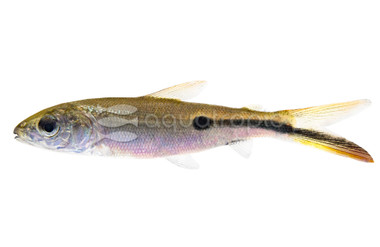 Hemiodus Red Tail Tetra :: 62149