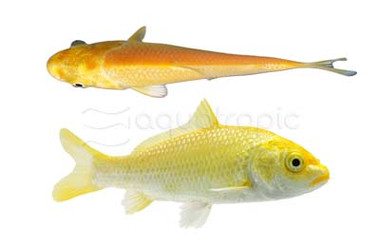 Premium Yellow Koi :: 64930