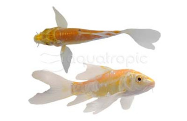 Premium Assorted Butterfly Koi :: 66439