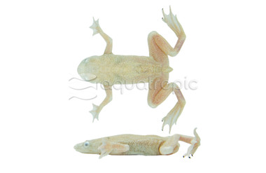 Dwarf Zaire Albino Frog :: 66517