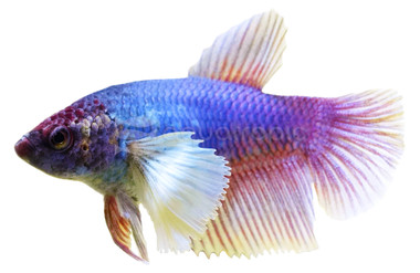 Mixed Color Delta Super Dumbo Ear Betta, Female :: 68682