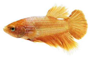 Champagne Betta, Male w/cup :: 69055
