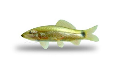 Sun Red Tail Loach :: 70913