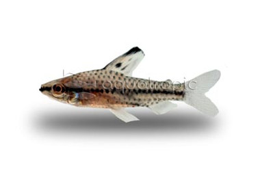 Headstander Spotted/Checkered Tetra :: 71067