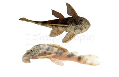 Worm Line Plecostomus L-121 :: 76095