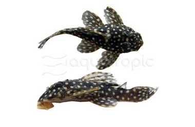 Bristlenose Starlight L-182 :: 77090