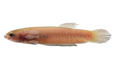 'Api Api' Betta, Female :: 77242