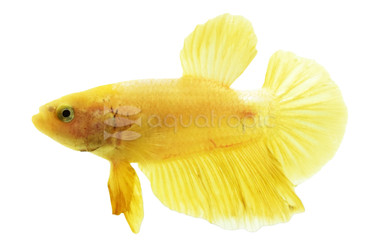 24K Gold Betta, Male w/cup :: 77458
