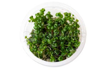 Lindernia rotundifolia Cup AT :: 42120