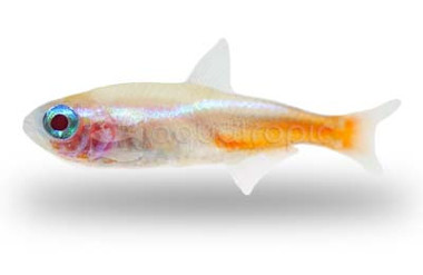 Albino Golden Neon Tetra :: 82125