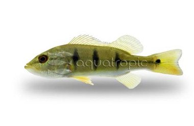 Peacock Bass - Temensis Cichlid :: 86986