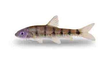 Flying Fox Banded Algae Eater :: 87839